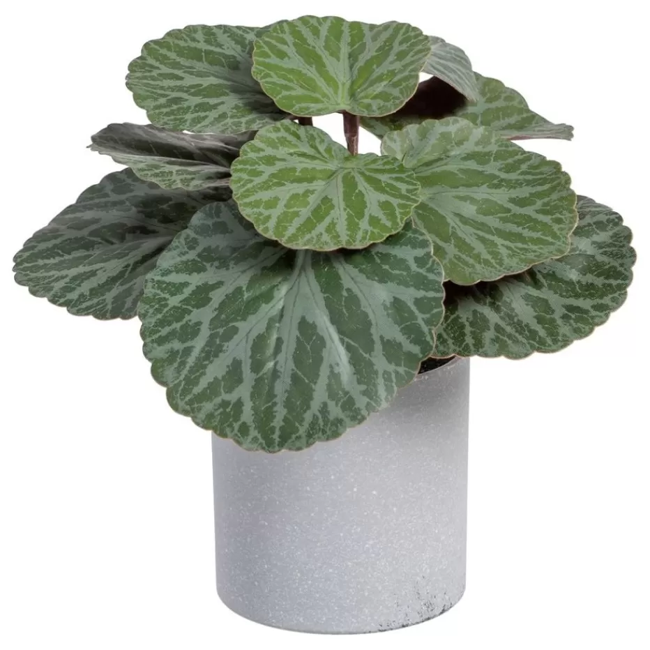 Banak Lampe* Plantas Decorativas Artificiales