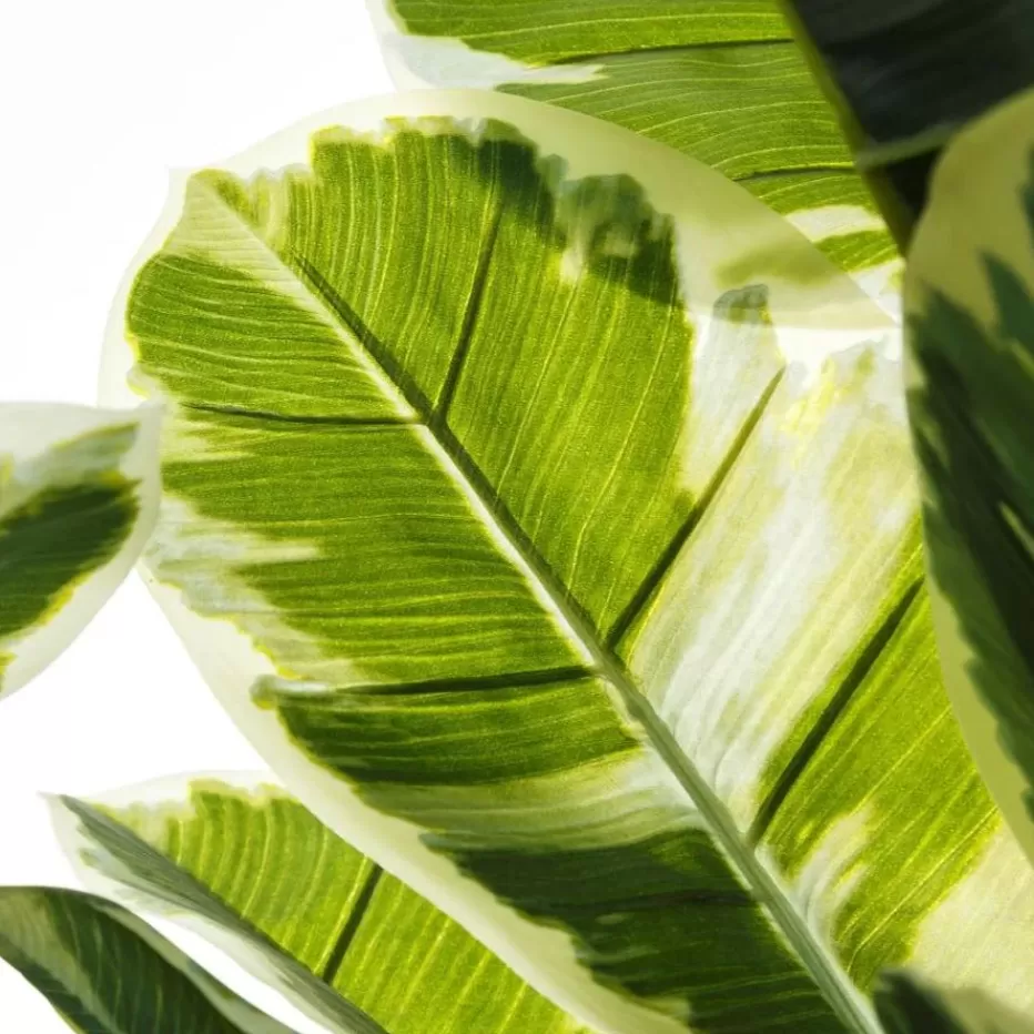 Banak Pell* Plantas Decorativas Artificiales